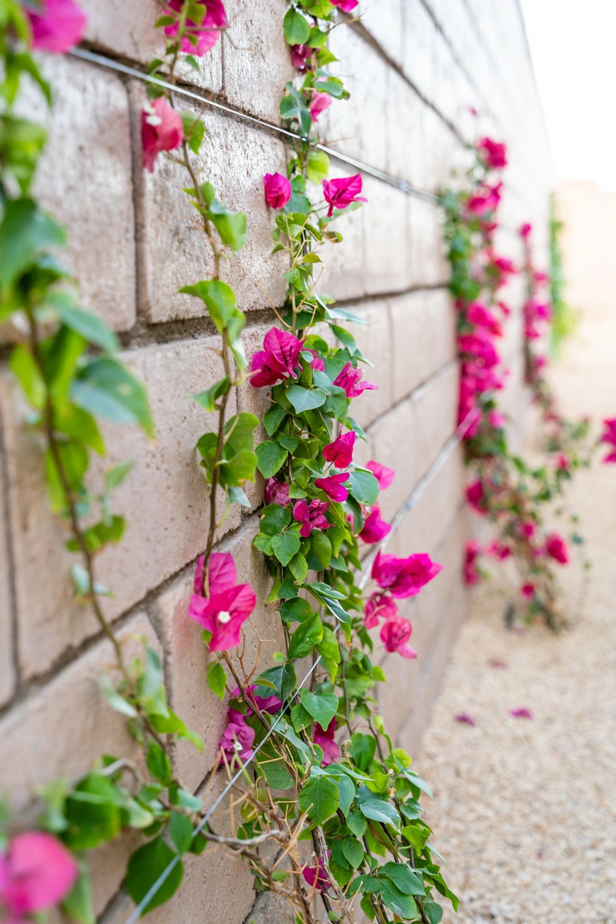 Luxury Landscaping and Design Image